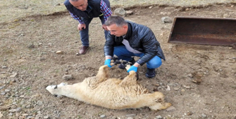 Bayburt'ta sürüye saldıran kurtlar 50 koyunu öldürdü
