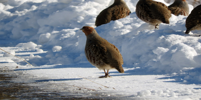 Erzurum'da çil keklikler karlar üzerinde yiyecek ararken görüntülendi