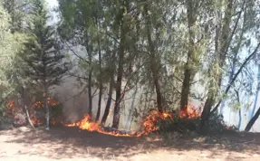 Adana'da orman yangını çıktı