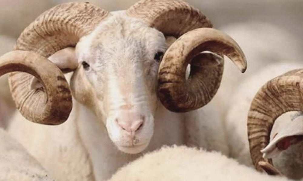 2020 Kurban Bayramı ne zaman? Bu bayramda özgür olalım!