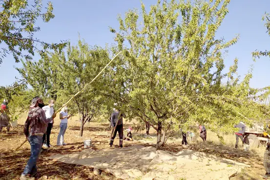 Badem hasat sezonu başladı