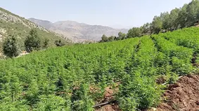 Uyuşturucuya çifte darbe!