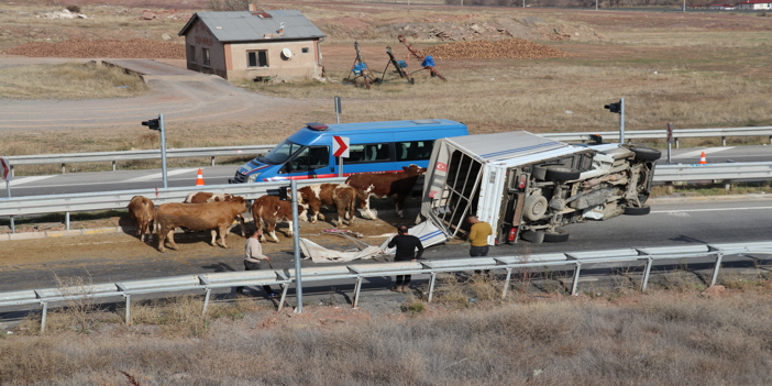Sivas'ta büyükbaş hayvan taşırken devrilen kamyonetin sürücüsü yaralandı