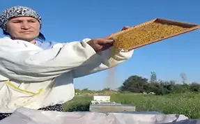 Polenin kilosu 300 lira