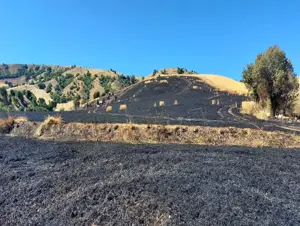 Çorum'da 60 dönüm buğday tarlası yandı