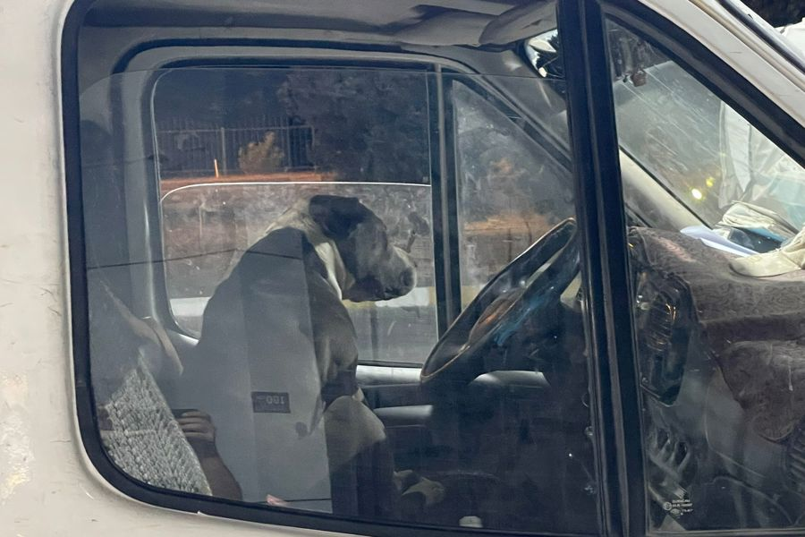Aydın'da Pitbull kamyonete girdi, sürücü saatlerce yardım bekledi