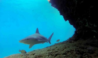 Boncuk Koyu önemli kum köpek balığı üreme alanı oldu