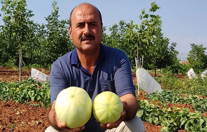 Susuz üretilen Çal kavununda hasat devam ediyor