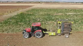 Elazığ'da 37 bin dönüm alanda pancar hasadı başladı