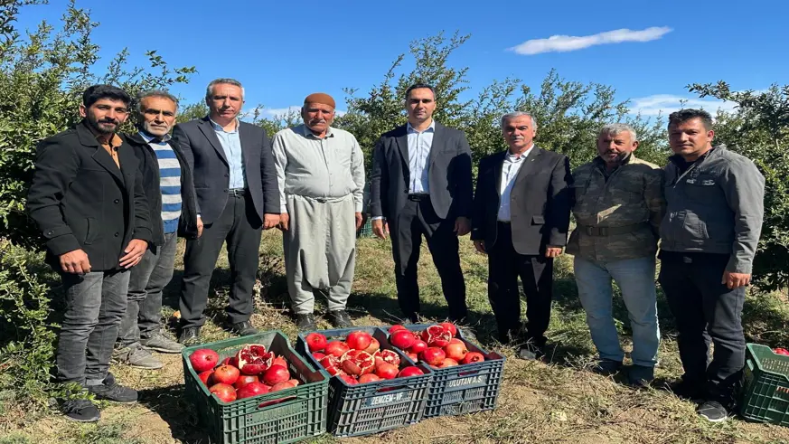 Samsat'ta nar hasadı başladı