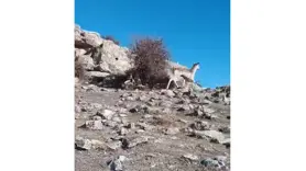  Mardin’de ceylan görüntülendi