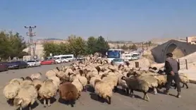 Tarım ve Küçükbaş hayvancılık yapan göçerlerin yaylalardan dönüş yolculuğu hız kazandı	