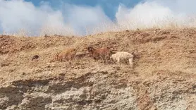 Diyarbakır’da 3 keçi 2 gündür mahsur kaldıkları yerden kurtarıldı