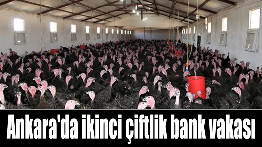 İkinci çiftlik bank vakası; Ankara'da 50 milyon liralık 'hindi çiftliği' vurgunu