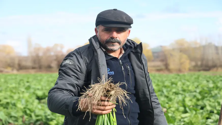 8 bin yıllık Hevsel Bahçeleri'nde sezonun son hasadı