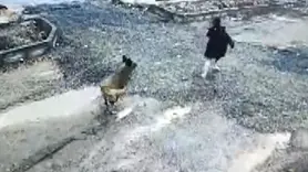 Başıboş köpeğin çocuğa saldırı anı kamerada