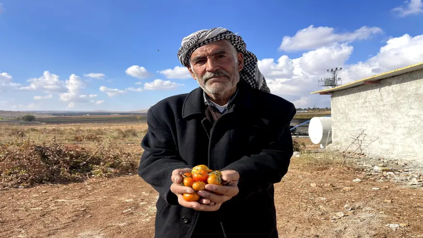 Şanlıurfa'nın kıraç arazilerinde yetişen bej domates koruma altına alınıyor