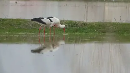 Leylekler Muş Ovası’na