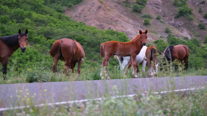 Bingöl'de yılkı atları doğaya güzellik katıyor