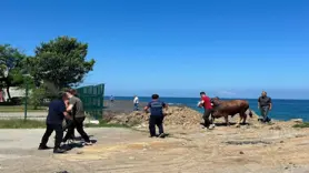 Zonguldak'ta denize kaçan boğayı itfaiye ekipleri yakaladı