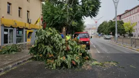 Erzincan'da fırtına çatıları uçurdu, ağaçların dallarını kırdı