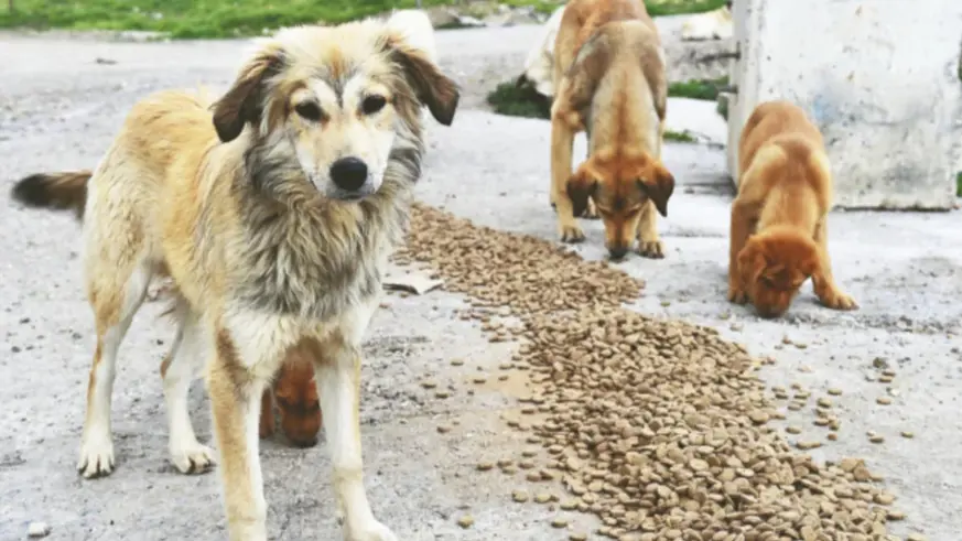 MASAK'tan başıboş köpek raporu: STK'lar mama üreticileriyle ilişkili