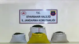 Lice'de 170 bin 500 kök kenevir bitkisi ele geçirildi