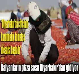 Diyarbakır'da kavurucu sıcakta işçilerin kurutmalık domates mesaisi başladı; İtalyanların pizza sosu Diyarbakır'dan gidiyor
