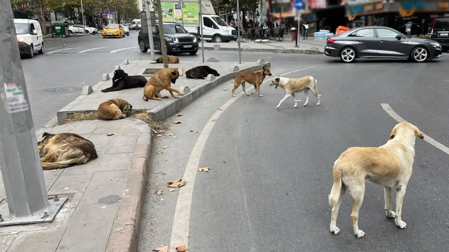 Başıboş sokak köpekleri düzenlemesi Meclis'te