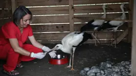 Kızılırmak Deltası Kuş Cenneti'ndeki ilk yardım ünitesinde kuşlar tedavi edildi