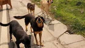 Kulp ilçesinde başıboş sokak köpekleri 19 koyunu telef etti