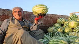 Diyarbakır karpuzunda hasat devam ediyor, üretici beklediği verimi alamadı