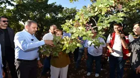 Şıldak, fıstık hasadın katıldı