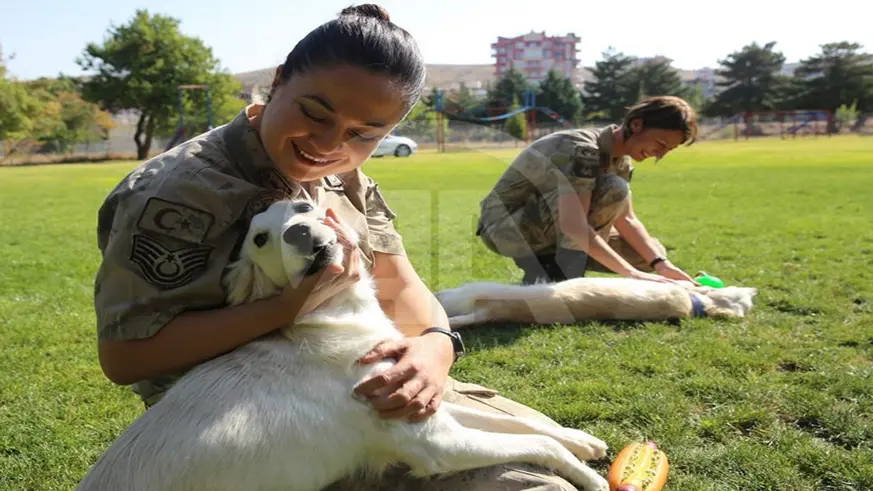 Emekli edilen 3 mayın arama köpeğine özenli bakım