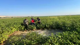 Harran Ovası'nda oluşan dev obruklar çiftçileri korkutuyor