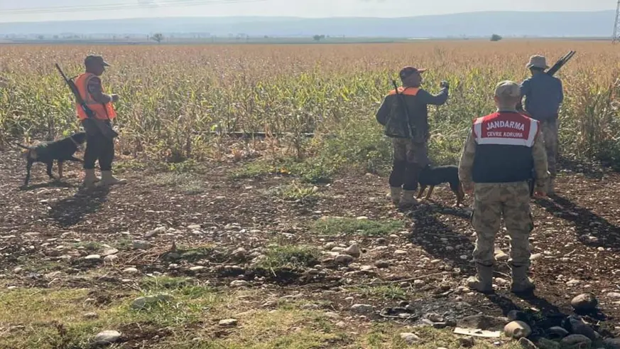 Yaban domuzları için sürek avı yapıldı