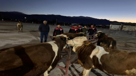 Erzincan canlı hayvan pazarı yeniden açıldı