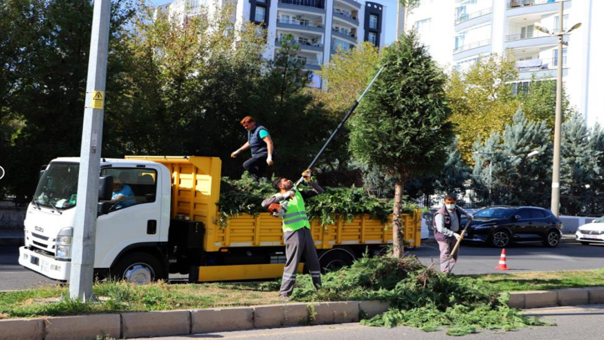 Kent genelinde ağaç budama çalışmaları başladı