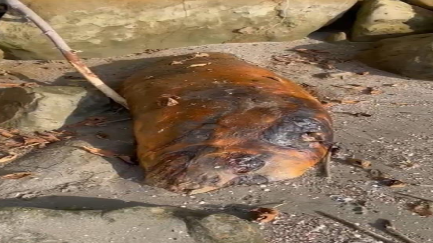 Tekirdağ sahiline vuran gizemli deniz canlısı