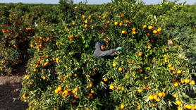 Kilosu 3 liraya kadar geriledi