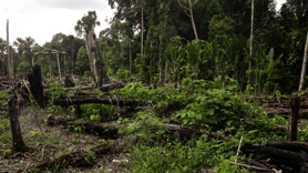 BM: Dünya, her yıl 10 milyon hektar tropikal orman kaybediyor