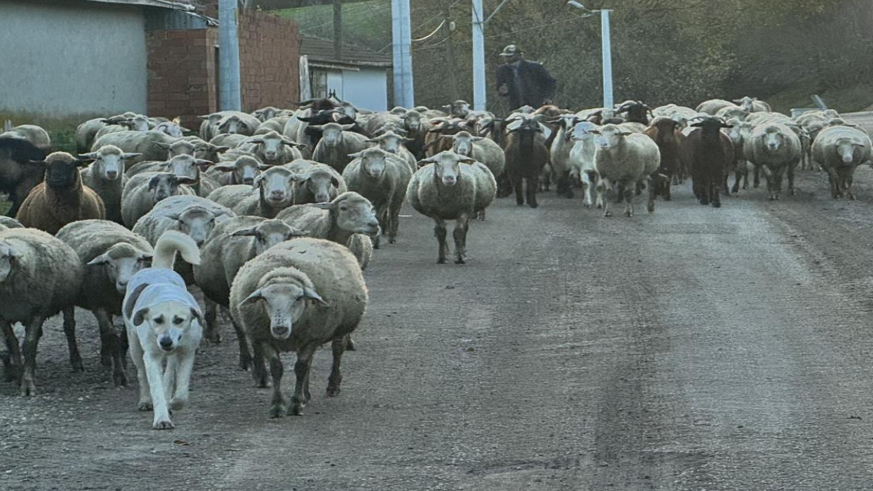 Aylık 50 bin liraya çoban bulamıyorlar