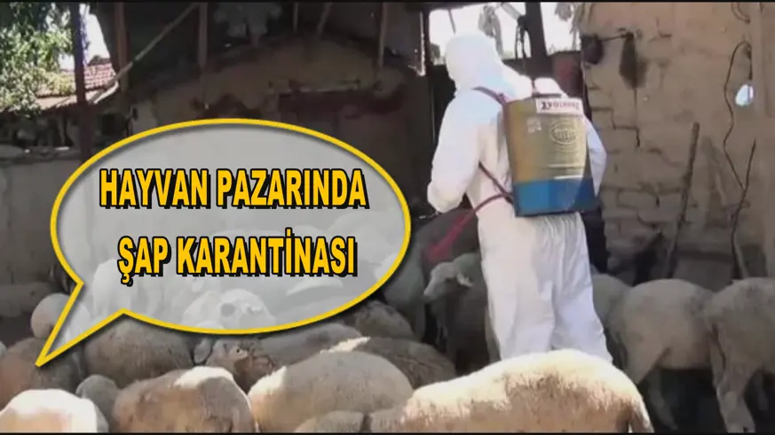 Hayvan pazarında şap karantinası