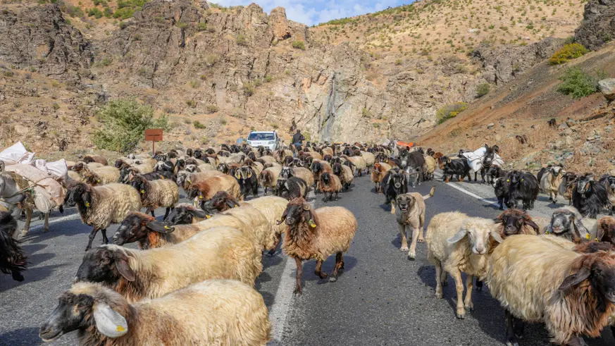Göçerler 3 bin rakımlı yaylalardan kışlaklara dönüyor