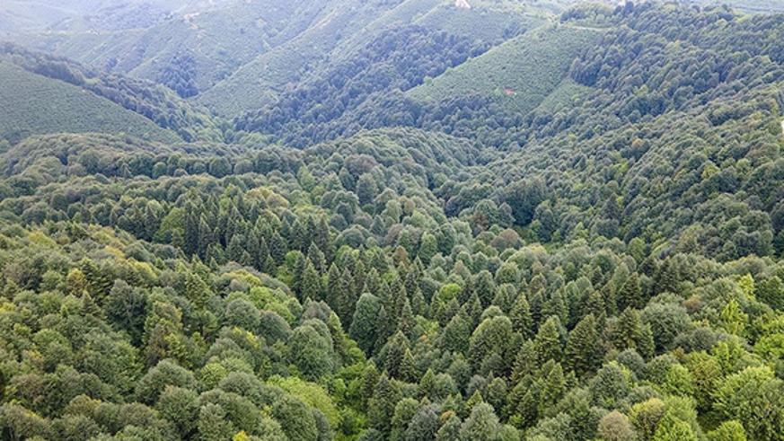 Türkiye dünyada ormanlık alanını en fazla artıran ülkeler arasında