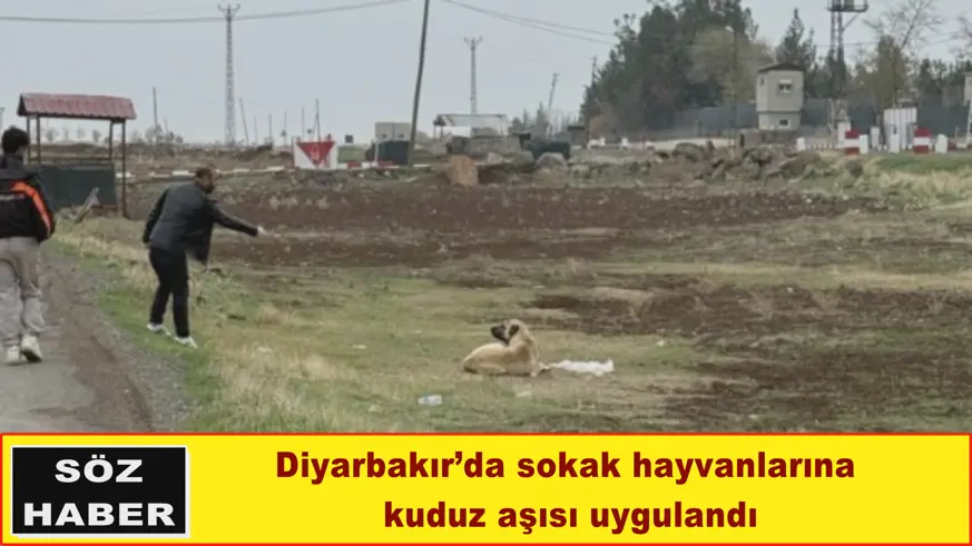 Diyarbakır’da sokak hayvanlarına  kuduz aşısı uygulandı