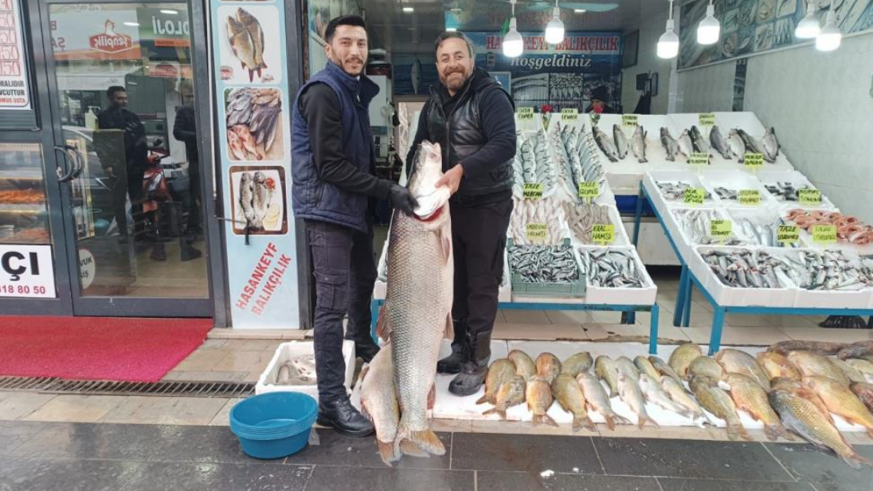 Batman’da dev turna balığı ilgi odağı oldu