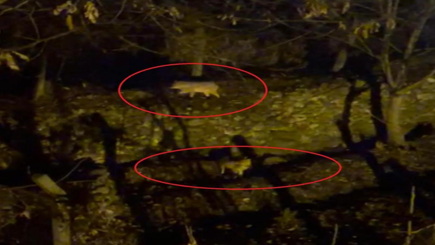 Yiyecek arayan kurtlar yerleşim yerine indi