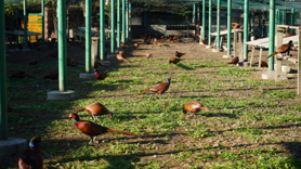 Kahverengi kokarca savaşçıları