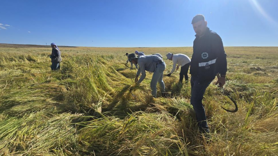 Volkanik arazide yetiştirilen Karacadağ pirinci